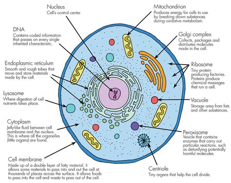 What Are The Functions Of The Major Cell Structures - Printable ...