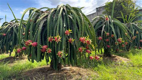 Dragon Fruit Plant Care: How to Grow Dragon Fruit (Pitaya)