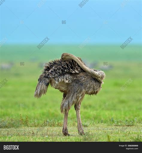 Ostrich African Image & Photo (Free Trial) | Bigstock