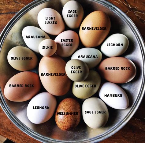 Variety of Egg Colors from Sussex Chickens – Nature Blog Network