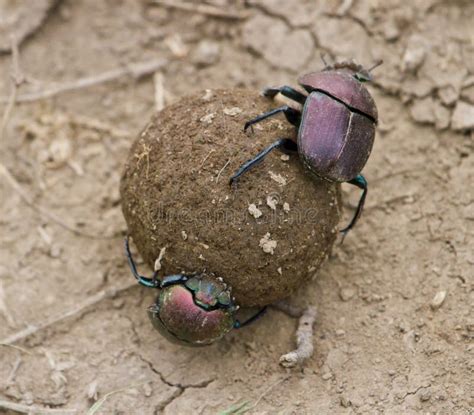 Dung Beetle stock image. Image of behavior, ecosystem - 37444323