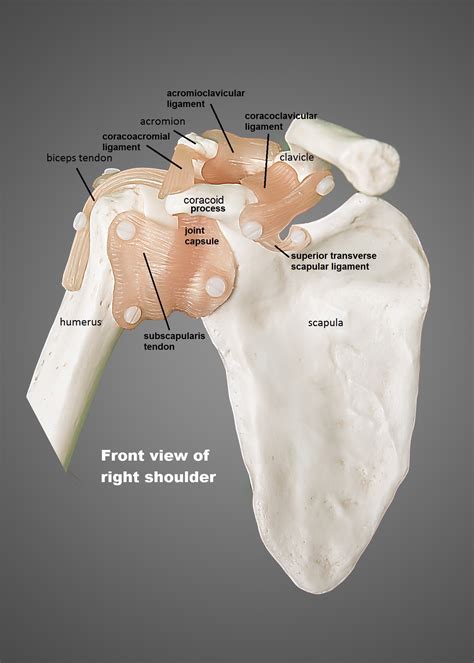 Shoulder Ligaments And Tendons Diagram