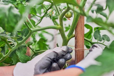 The Best Tomato Stakes For Healthy Tomato Plants - Minneopa Orchards