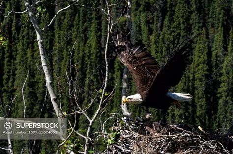 nesting bald eagle - SuperStock