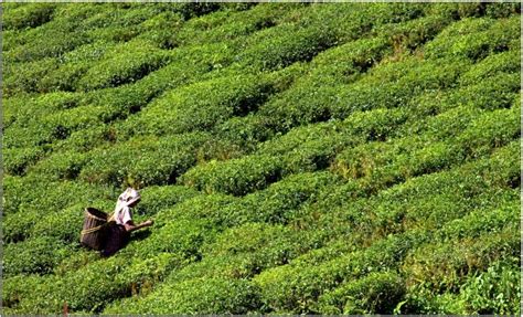 Darjeeling tea gardens photos