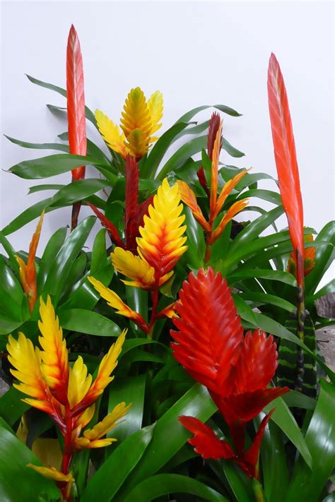 Bromeliad Vriesea | HousePlants | Pinterest | Perennials and Evergreen