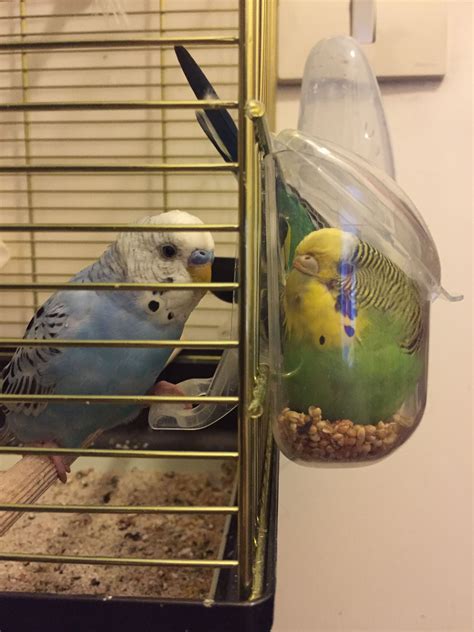 Funny budgies Pretty Birds, Cute Birds, Beautiful Birds, Animals ...