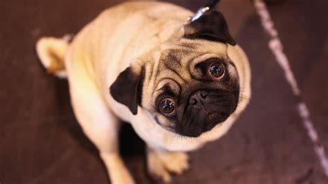 Common Health Issues For Pugs – Forbes Advisor