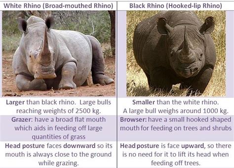 BEAUTY OF NATURE: What are the differences between a white rhino and a ...