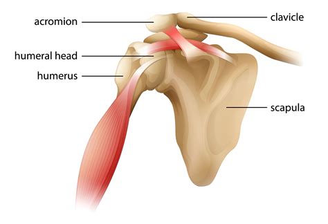 Shoulder Joint Pain | Causes & Treatment | Dr. Chris Homan