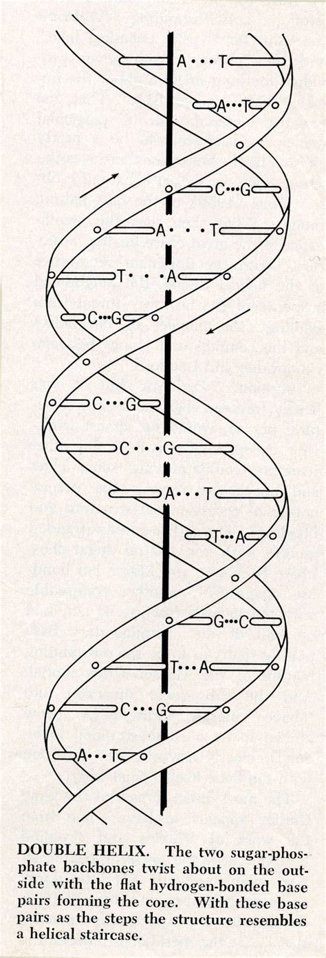 Diagram of the double-helix structure of DNA. August 1968. - Pictures ...