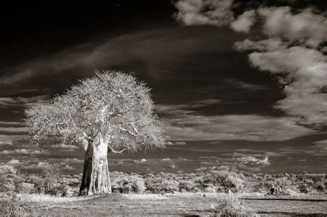 Print Sale: Baobab Tree at Sunset – Dave Burns Photo Tours & Safaris