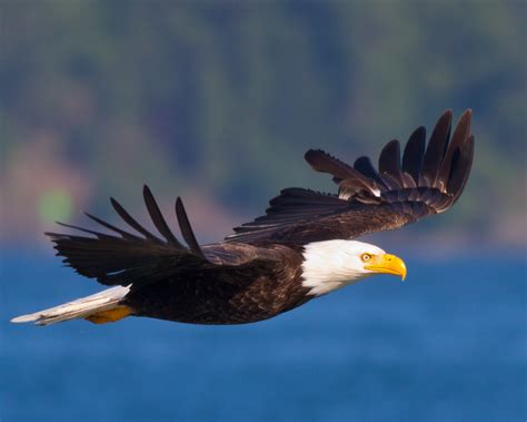 Birds in Flight | Photography