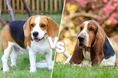 Beagle vs Basset Hound: Which Suits Your Home Best?