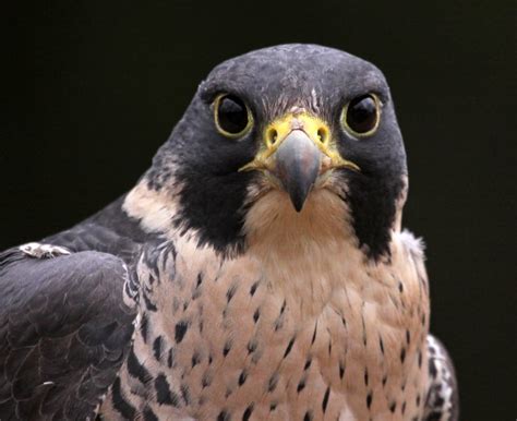 6 Types of Falcons That Live in Texas! (2024) - Bird Watching HQ