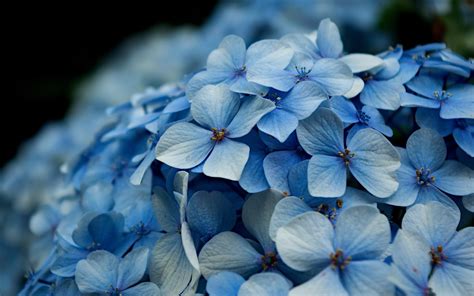 Hydrangea Wallpapers - Wallpaper Cave