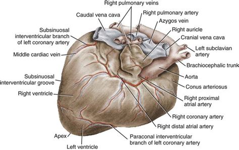 The Heart and Arteries | Veterian Key