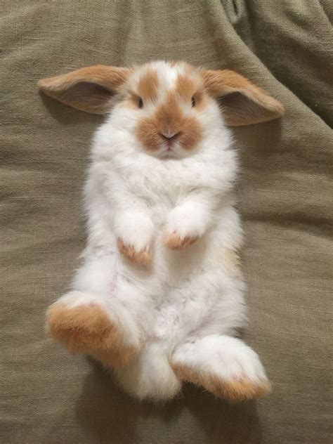 8 week old broken orange Holland Lop bunny rabbit. Pretty Animals, Cute ...