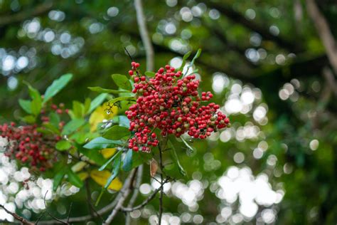 Pepper Tree Plant: How to Care for Pepper Trees - 2024 - MasterClass