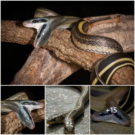 Rare genetic mutation two-headed snake breaks into houses in North ...