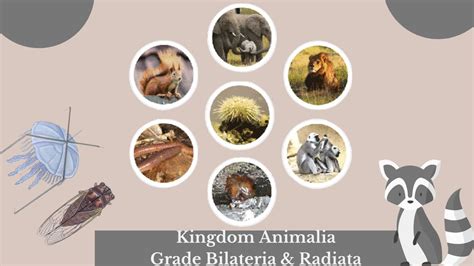 Introduction of Kingdom Animalia| Classification || Difference between ...