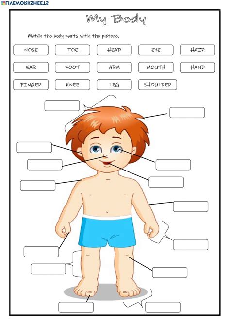 My Body Worksheet For Grade 2 Pdf – Thekidsworksheet