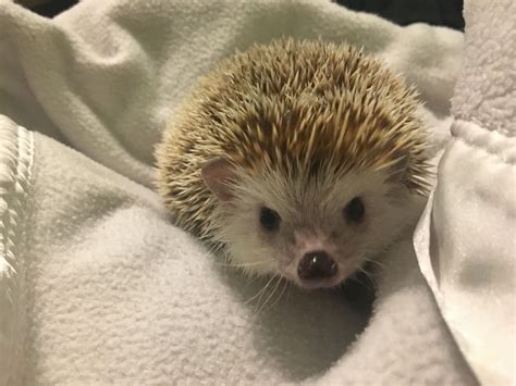 See my latest post about if African Pygmy hedgehogs make good pets ...