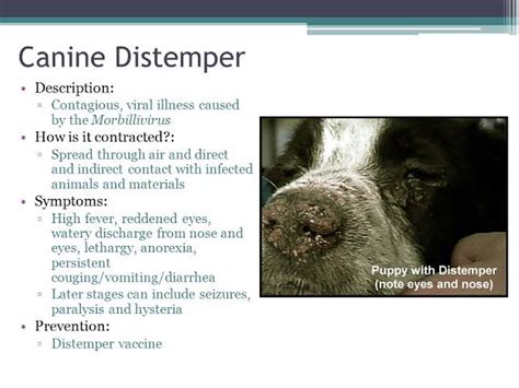 Canine distemper virus (CDV) - INSIGHTSIAS