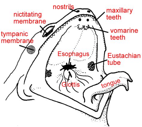 17+ Diagram Of Frog Mouth - JeanineShay