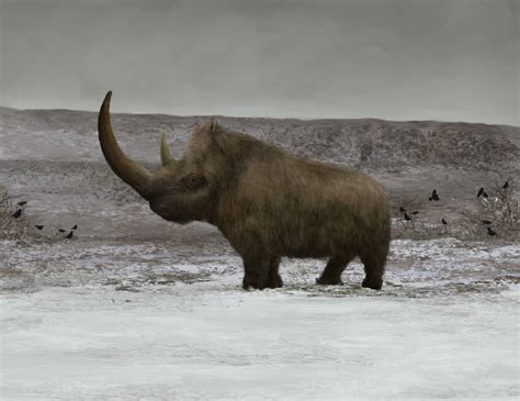 The Woolly rhinoceros by Mihin89 on DeviantArt