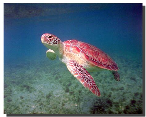 Green Sea Turtle Poster | Animal Posters