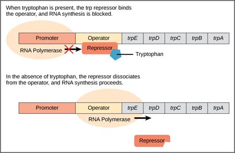 Prokaryotic Gene Regulation | Biology for Majors I