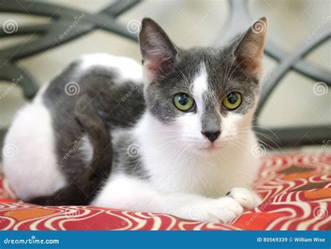 Gray and White Cat Adoption Photo Stock Image - Image of kitten, feline ...