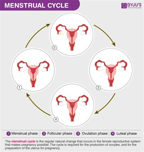 Menstrual Cycle- Phases of Menstrual Cycle and Role of Hormones