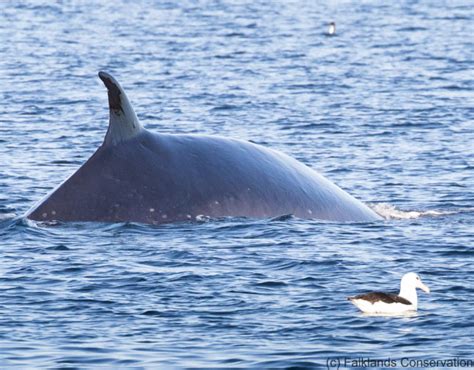 SEI whale - Falklands Conservation