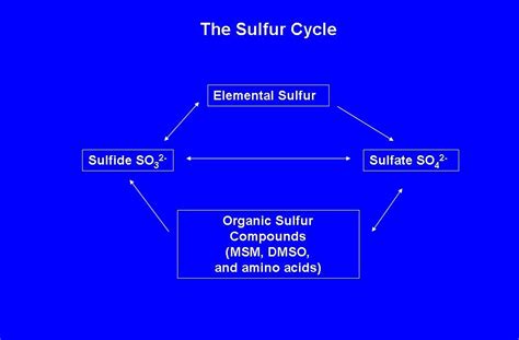 Sulfite Free in Indy: Sulfite Oxidation - How the body processes sulfites