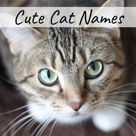 400+ Cat Names: Ideas for Male and Female Cats - PetHelpful