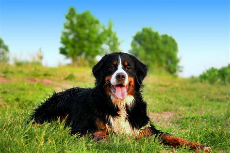 Bernese Mountain Dog Breed Information | Pet365