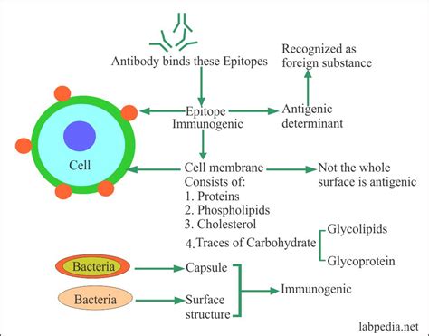 Antigen Structure And Function