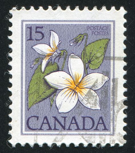 stamp printed by Canada, shows Canada violet, circa 1979 | Postage ...