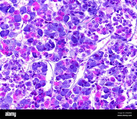 Pituitary gland, light micrograph Stock Photo - Alamy