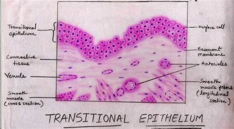 Transitional Epithelium