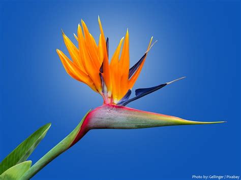 Interesting facts about birds of paradise flower | Just Fun Facts