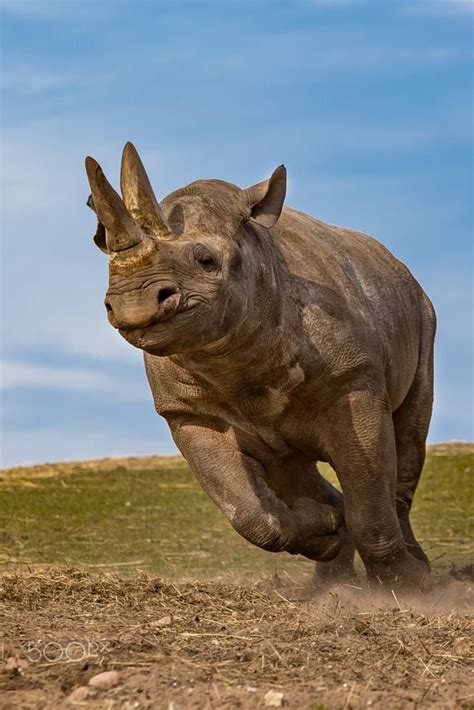 Running Rhino by Morten Thomsen on 500px | Animals, Wild animals ...