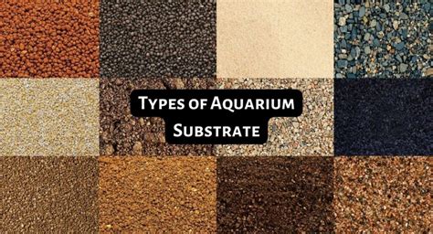 Types Of Aquarium Substrate: A Comprehensive Guide