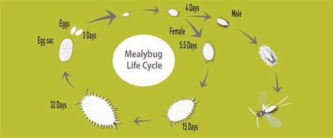 life cycle of mealybugs - BioBee South Africa