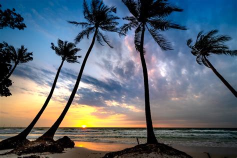 Silhouette of Palm Tree on Beach Shore · Free Stock Photo