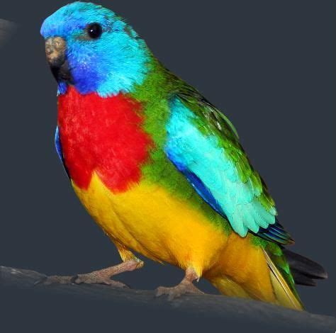 Splendid Grass Parakeet - Scarlet-chested Parrot (Neophema splendida ...