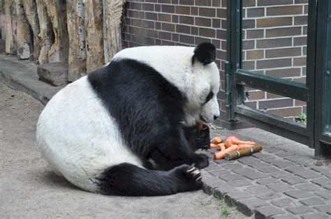 Free photo: Panda Eating Food - Animal, Jungle, Nature - Free Download - Jooinn