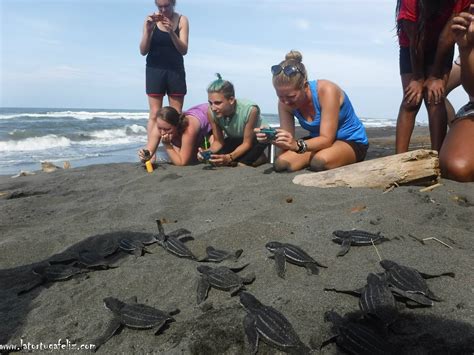 volunteer with sea turtles